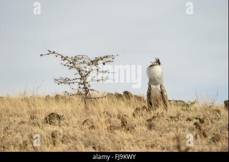 Kori Bustard (Ardeotis kori) maschi adulti per la visualizzazione e il boom, Lewa riserva faunistica, Kenya, Ottobre Foto Stock