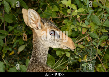 Kirk's Dikdik (Madoqua kirkii) close-up di testa e collo, Shaba riserva nazionale, Kenya, Ottobre Foto Stock