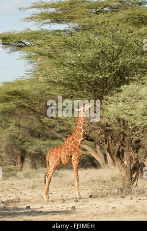 Giraffe reticolate (Giraffa camelopardalis reticulata) alimentazione su alberi di acacia, Shaba riserva nazionale, Kenya, Ottobre Foto Stock