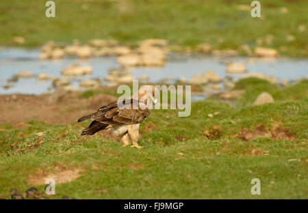 Bruno Eagle (Aquila rapax) adulto in piedi sul terreno erboso rovistando, Shaba riserva nazionale, Kenya, Ottobre Foto Stock