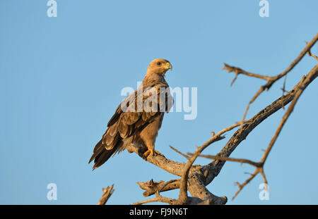 Bruno Eagle (Aquila rapax) adulto appollaiato sul ramo morto, Shaba riserva nazionale, Kenya, Ottobre Foto Stock