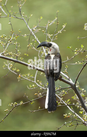 Von der Decken's Hornbill (Tockus deckeni) femmina adulta appollaiato sulla piccola filiale, Shaba riserva nazionale, Kenya, Ottobre Foto Stock