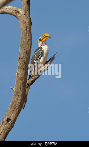 Northern giallo-fatturati Hornbill (Tockus flavirostris) adulto arroccato su albero morto, Shaba riserva nazionale, Kenya, Ottobre Foto Stock