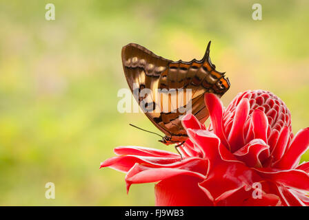 Imperatore codato butterfly, Polyura sempronius, sulla torcia rosso fiore di zenzero, Etlingera elatior Foto Stock