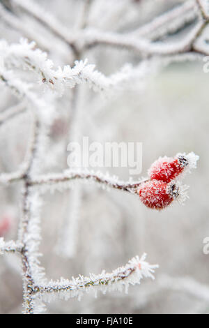 Bacche rosse su un bush spinoso coperto di brina spessa. Foto Stock