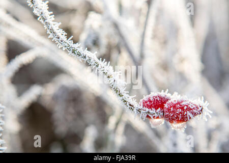 Bacche rosse su un bush spinoso coperto di brina spessa. Foto Stock