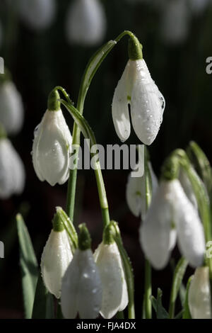 Dew covered snow drops (Gallanthus) at Howick Gardens in Northumberland Foto Stock