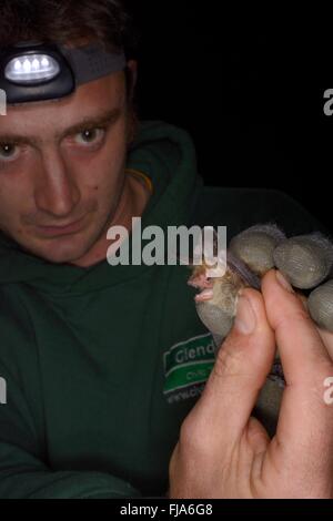 James Shipman ispeziona un Bechstein bat (Myotis bechsteinii), una rara, specie in via di estinzione di antichi boschi nel Regno Unito. Foto Stock