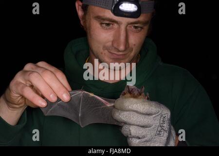 James Shipman ispezionando un subedema bat (Eptosicus serotinus) con un anello numerati equipaggiato di un anno prima, vicino a Box, WILTSHIRE REGNO UNITO Foto Stock