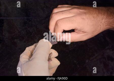 Natterer bat (Myotis nattereri) essendo estratto da una nebbia net durante un autunno sciamare sondaggio, vicino a Box, Wiltshire, Regno Unito Foto Stock