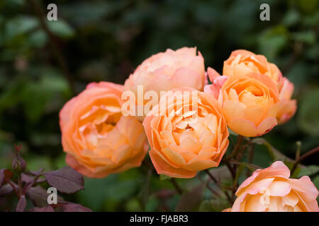 Rosa 'Lady Emma Hamilton'. Arancione Rosa. Foto Stock