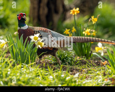 Bellissimo anello maschio colli (Fagiano Phasianus colchicus) rovistando tra daffodil nel bosco naturale foresta impostazione. Foto Stock