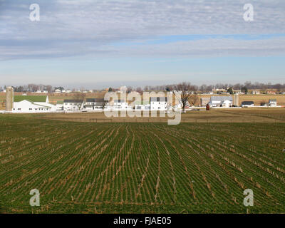 Raccolte cornfields e fabbricati in background. Foto Stock