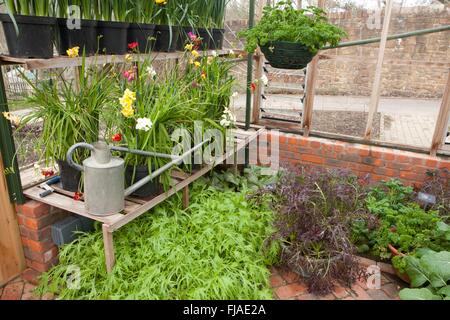 In inverno la casa verde a Rosemoor Foto Stock