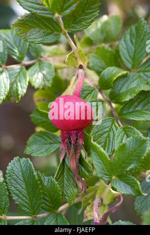 Rosa rugosa anca in tarda estate. Rose hip. Foto Stock