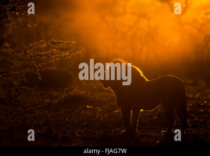 Maschio adulto lion (Panthera leo) all'alba Mara Naboisho conservancy Kenya Africa Foto Stock