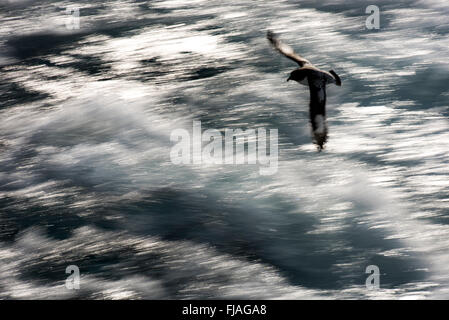 Cape Petrel / Pintado Petrel (Daption capense) in volo Georgia del Sud Foto Stock