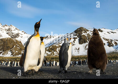 Pinguino reale (Aptenodytes patagonicus) adulto sulla spiaggia di Porto Oro, Georgia del Sud Foto Stock