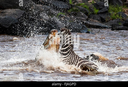 Coccodrillo del Nilo (Crocodylus niloticus) tenuto su pazienti adulti zebra Riserva Nazionale di Masai Mara Kenya Africa Foto Stock