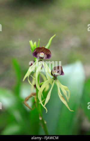 Clamshell orchidea (Prosthechea cochleata) crescita selvaggia nella foresta pluviale. Fiore nazionale del Belize dove è noto come il Belizean orchidea nera Foto Stock