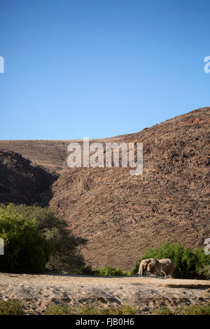 Deserto di elefante, Namibia. Foto Stock