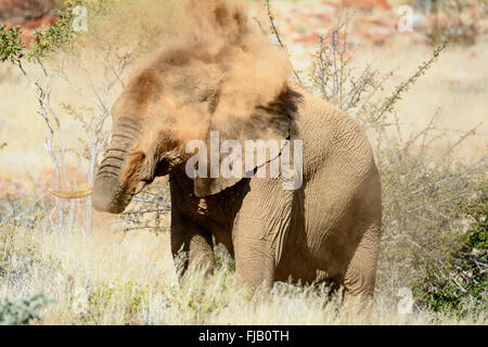 Elephant avente un bagno di polvere Foto Stock