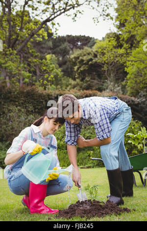 Coppia giovane irrigazione un alberello Foto Stock