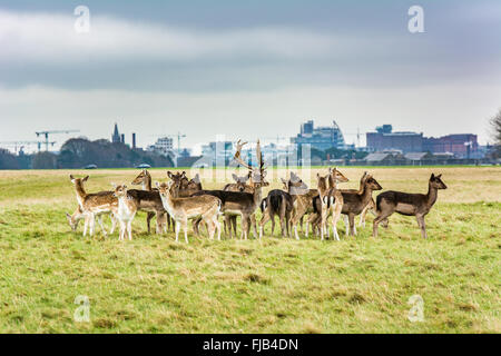 Daini allevamento nel Phoenix Park nel centro di Dublino con gru e palazzi della città di Dublino skyline dietro Foto Stock