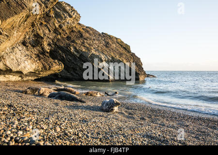 Grigio a colonia di foche sulla spiaggia di ciottoli in una grotta rocciosa in Wicklow sulla costa orientale dell'Irlanda Foto Stock