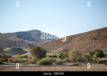 Deserto di elefante, Namibia. Foto Stock