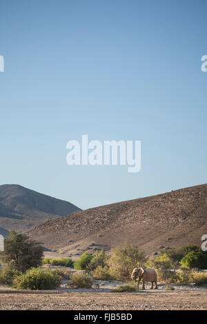 Deserto di elefante, Namibia. Foto Stock