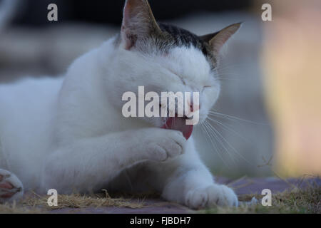 Un gatto bianco con testa marrone pulisce le sue zampe Foto Stock