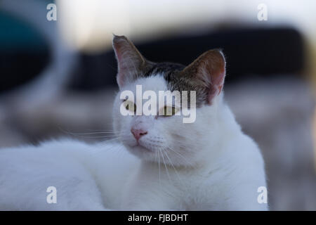 Bianco gatto domestico guarda fuori nella distanza Foto Stock