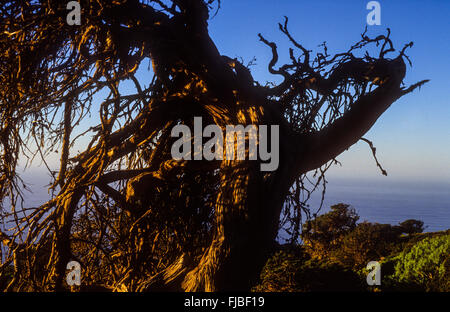 Sabina (Juniperus turbinata ssp. canariensis), El Sabinar, El Hierro, Isole canarie, Spagna, Europa Foto Stock