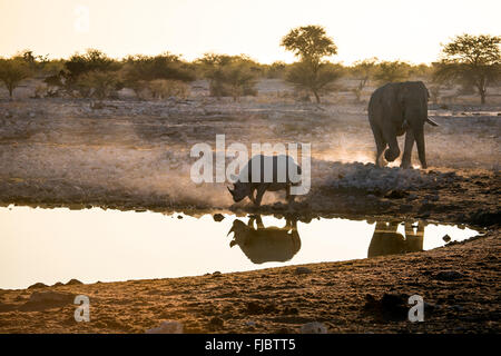 Rhino e un elefante Foto Stock