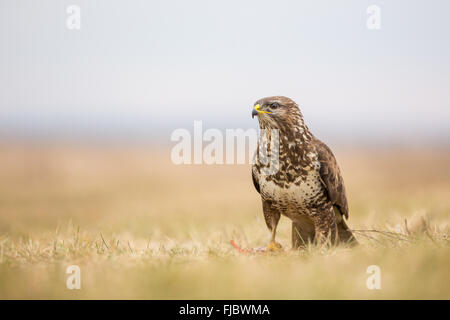 Comune Poiana (Buteo buteo) alimentazione in prati Foto Stock