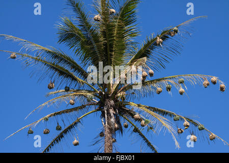 Village Weaver nidi appesi da foglie di un albero di palma, Réunion Foto Stock