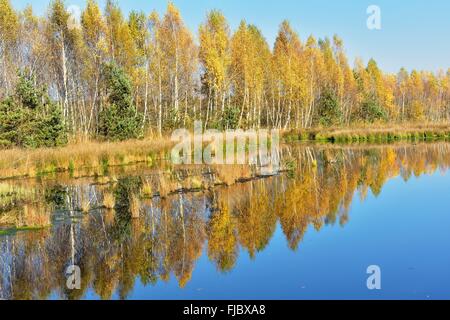 Moorland stagno con betulle (Betula pubescens) in autunno, vicino Nicklheim, Prealpi, Alta Baviera, Baviera, Germania Foto Stock