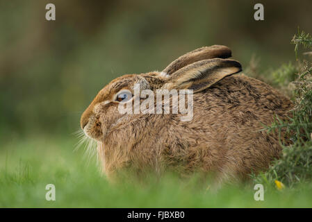 Lepre europea o marrone (lepre Lepus europaeus), su un prato, Suffolk, Regno Unito Foto Stock