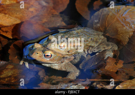 Rospi comuni (Bufo bufo), coniugata coppia, Nord Reno-Westfalia, Germania Foto Stock