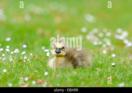 Canada Goose (Branta canadensis), gosling appollaiato su un prato di fiori, Nord Reno-Westfalia, Germania Foto Stock