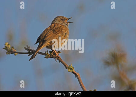 Il canto Dunnock (Prunella modularis) sul ramo, Hesse, Germania Foto Stock