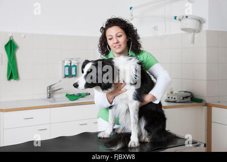 Veterinario, femmina vet esaminando cane con uno stetoscopio Border Collie Foto Stock