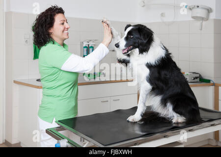 Veterinario, femmina vet facendo un alto cinque con il cane, Dammi il cinque, Border Collie Foto Stock