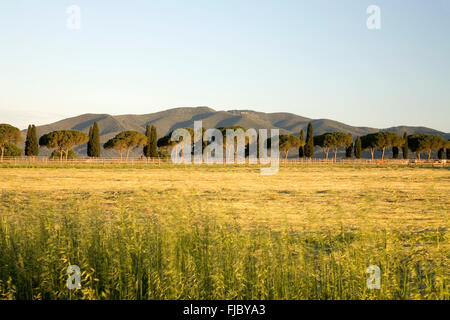 Cipressi e pini vicolo, nei pressi di Castiglione della Pescaia, Toscana, Italia Foto Stock