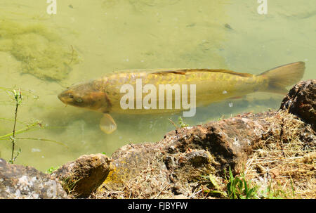 Carpa in stagno Foto Stock