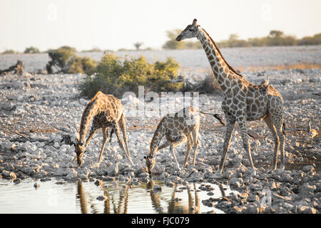 La giraffa nel Parco Nazionale di Etosha. Foto Stock