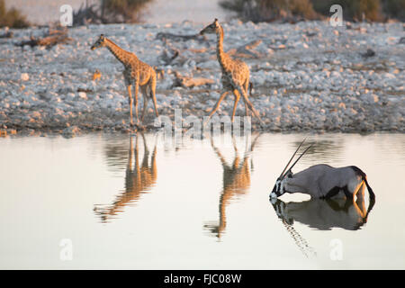 Giraffa e Oryx a waterhole Foto Stock