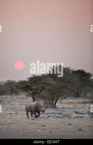 Rhino in esecuzione nel Parco Nazionale di Etosha. Foto Stock