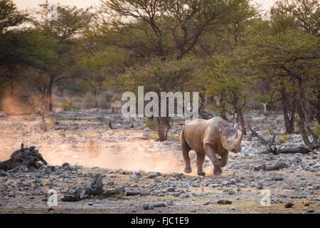 Il rinoceronte nero a sunrise Foto Stock